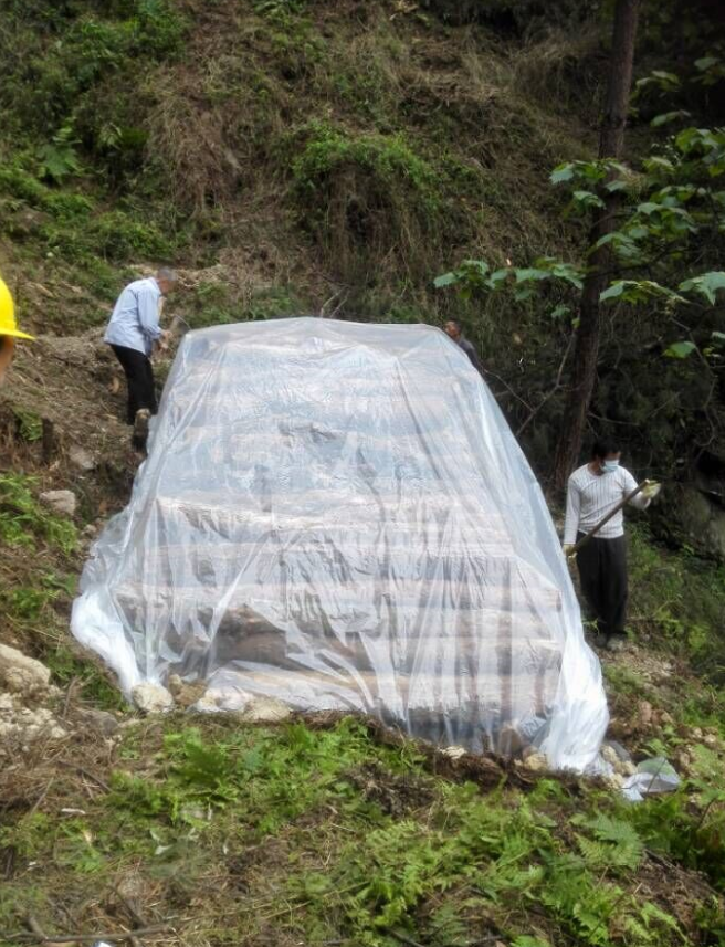 1583378165782752.png 对松木进行无公害处理2.png