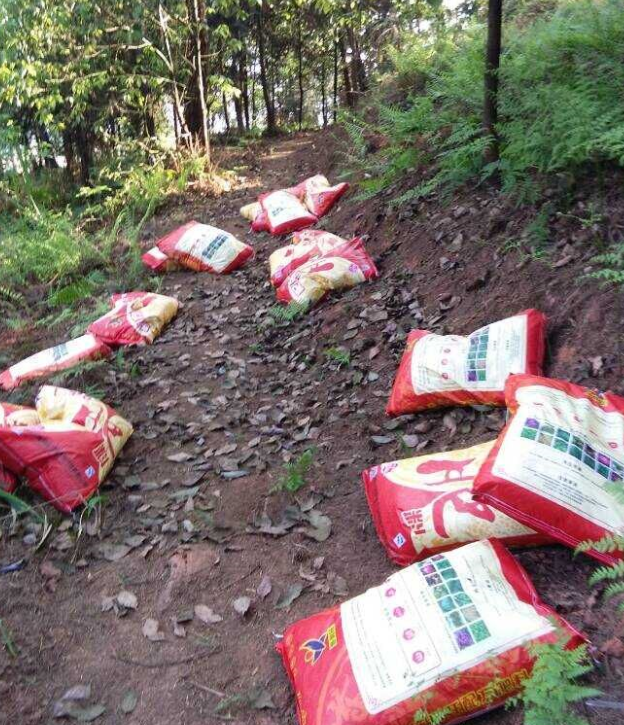 1583378403322450.png 石城山工区施底肥,苗木修剪及栽植.png