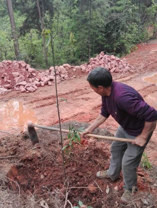 1583378470500333.png 石城山工区施底肥,苗木修剪及栽植4.png