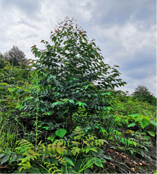 1584425555576406.png 澳洲大花梨基地.png